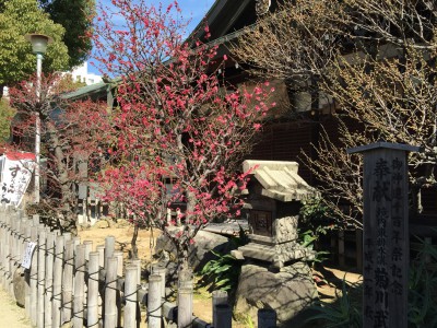 大阪天満宮　てんま天神梅まつり 盆梅 梅酒