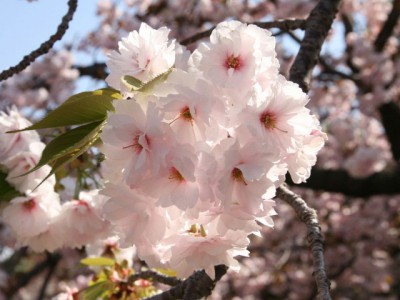 大阪造幣局 桜通り抜け 2015