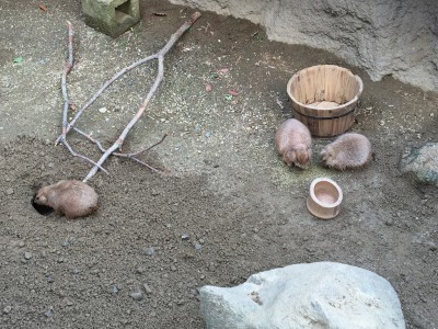 ひらかたパーク ひらぱー おまライド 岡田園長 ひらぱー兄さん おまライド 混雑 行列 チケット 割引 安い 入場料 お得 駐車場 アクセス イベント 動物ワンダーガーデン