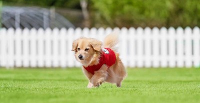 ホテルアナガ 淡路島 ドッグラン ドギーガーデン 犬と泊まれる 料金 ドギーヴィラ 宿泊プラン 口コミ ペット