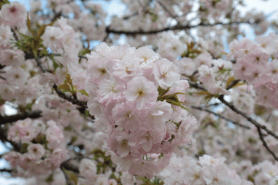 大阪造幣局 桜の通り抜け 開催日程 混雑 時間 ライトアップ アクセス 行き方 場所 今年の花 牡丹 類嵐 駐車場 たぐいあらし 最寄駅