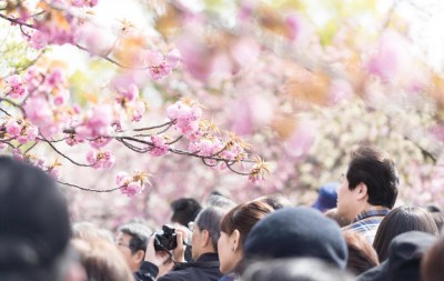 大阪造幣局 桜の通り抜け 開催日程 期間 花見日和 混雑 時間 開花状況 ライトアップ アクセス 行き方 場所 今年の花 牡丹 類嵐 駐車場 たぐいあらし 最寄駅 平日