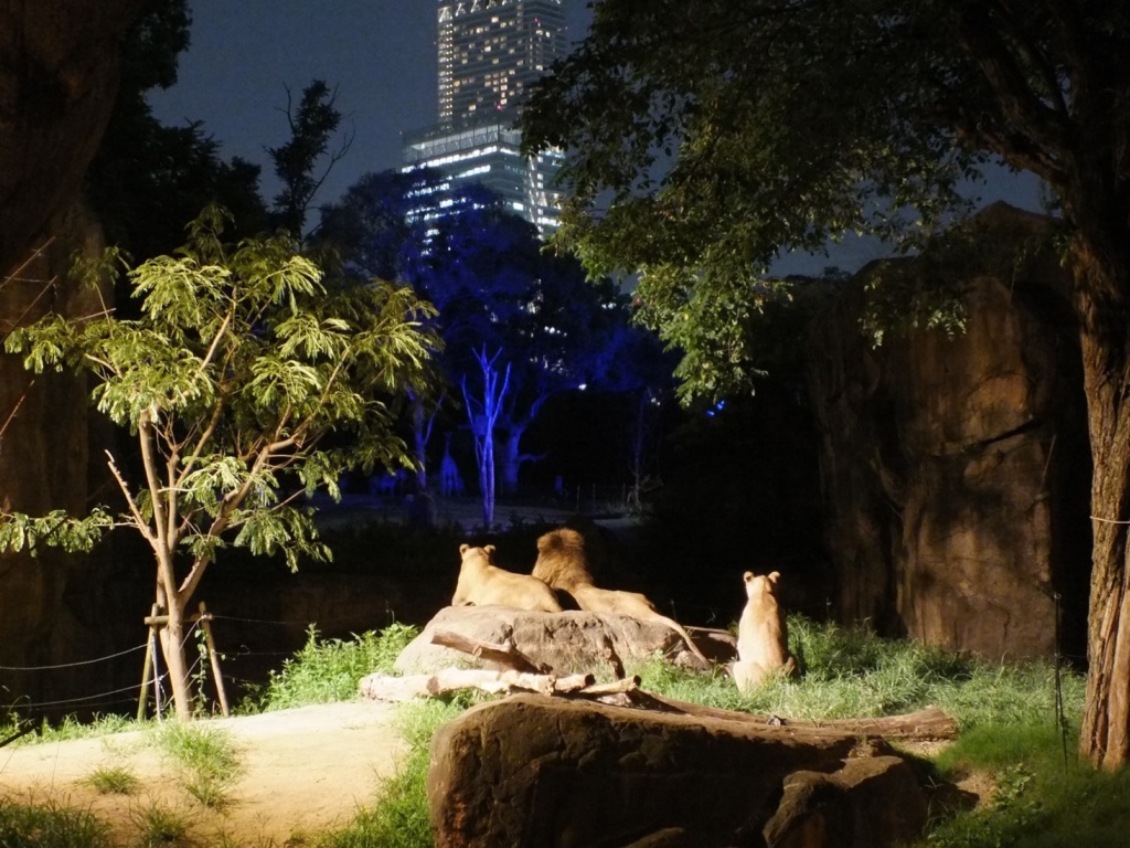 天王寺動物園 ナイトZOO 夜の動物園 入園料 開催時間 開催日 申込 チケット 混雑