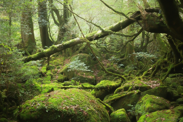 ヒルナンデス 鈴木福くん一人旅 屋久島