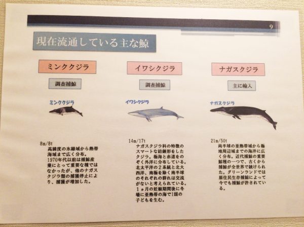 クジラ焼肉専門店 くじらや 鯨が食べられるお店 くじらのモツ鍋 ハリハリ鍋 ユッケ 刺身 十三しょんべん横丁 火災 営業再開 オープン 阪急十三駅西口 おはよう朝日 テレビで紹介 メニュー 料金 大阪初 全国初 珍しい