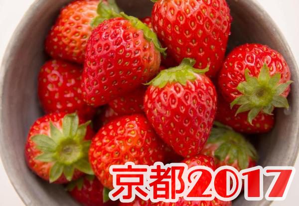 チゴ狩り 予約 混雑 時期 期間 駐車場 スポット 品種 練乳 持ち帰り 関西 京都