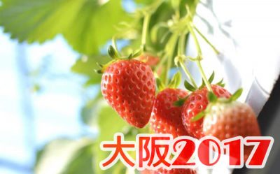 イチゴ狩り 予約 混雑 時期 期間 駐車場 スポット 品種 練乳 持ち帰り 一覧 関西 大阪