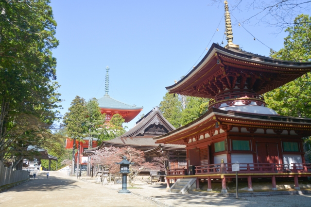 ヒルナンデス 高野山 福くん一人旅