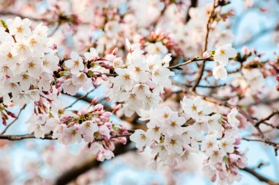 大阪造幣局 桜の通り抜け 2017年 平成29年 開催日程 期間 混雑 時間 開花状況 ライトアップ アクセス 行き方 場所 駐車場 最寄駅 平日