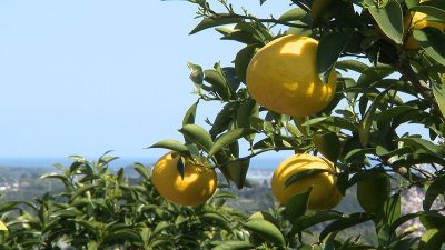 宮崎なかむら農園 日向夏