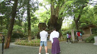 來宮神社 大楠