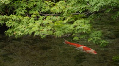 湧水庭園 四明荘