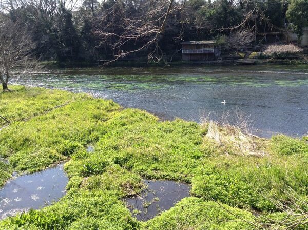 よ～いドン！ たむらけんじ 商店街 いきなり日帰りツアー 静岡 三島 柿田川湧水群