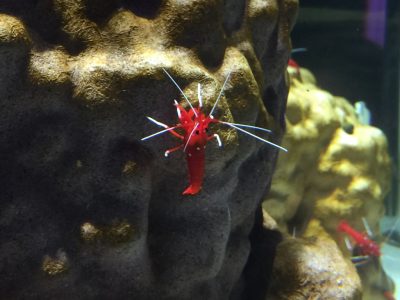 ごぶごぶ 浜ちゃん 浜田雅功 的場浩司 エキスポシティ ニフレル 水族館 海遊館