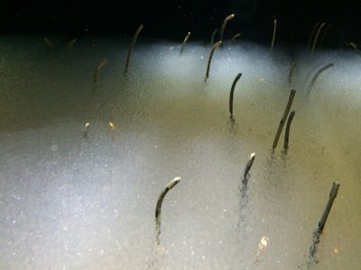 ごぶごぶ 浜ちゃん 浜田雅功 的場浩司 エキスポシティ ニフレル 水族館 海遊館