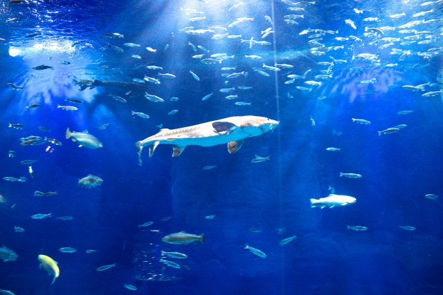 旅サラダ 週末いってみっか 新江の島水族館