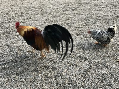 奈良 石上神社 境内 鶏