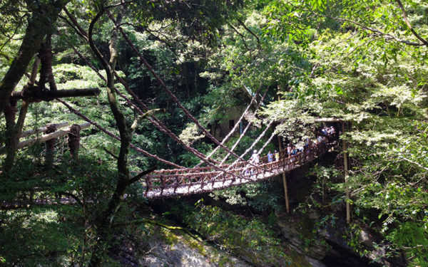 祖谷 かずら橋