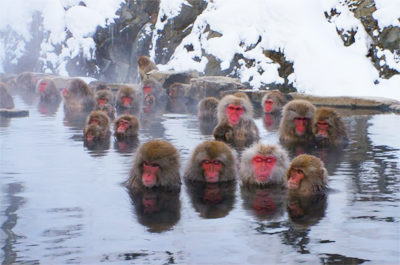 朝だ!生です旅サラダ ゲストの旅 2月24日 長野 シルビア・グラブ