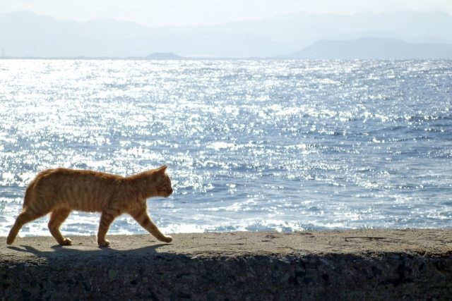 朝だ!生です旅サラダ ゲストの旅 6月2日 香川 讃岐 猫の島