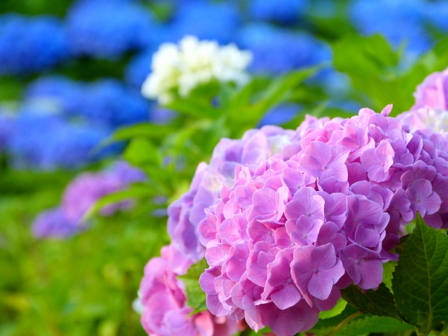 朝だ!生です旅サラダ ゲストの旅 6月23日 秋田 紫陽花