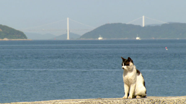 猫の島 佐柳島