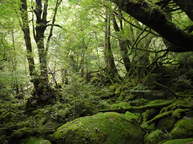 朝だ!生です旅サラダ ゲストの旅 6月9日 屋久島 温泉