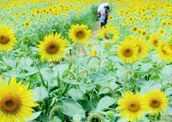 やすしきよしの夏休み 2018年 丹波篠山 山陰地方 ローカル線 ひまわり柚遊農園