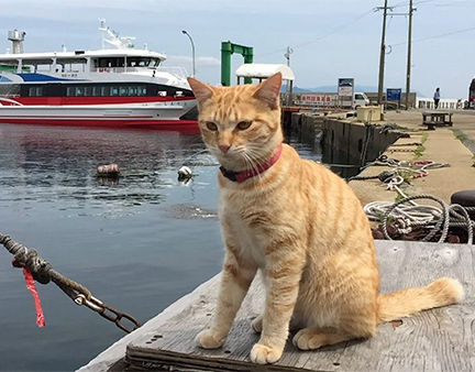 朝だ!生です旅サラダ ゲストの旅 9月29日 福岡 博多 佐藤仁美 猫の島