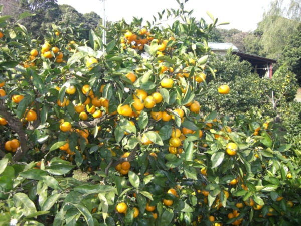 城ヶ崎 オレンジ村