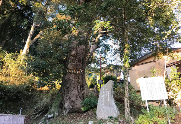 修善寺 日枝神社 一位樫