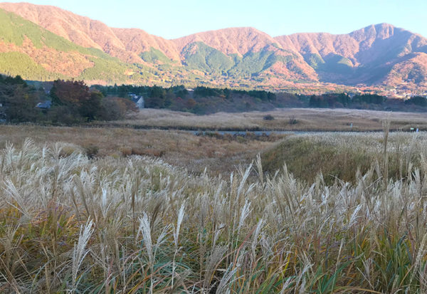 仙石原 すすき草原