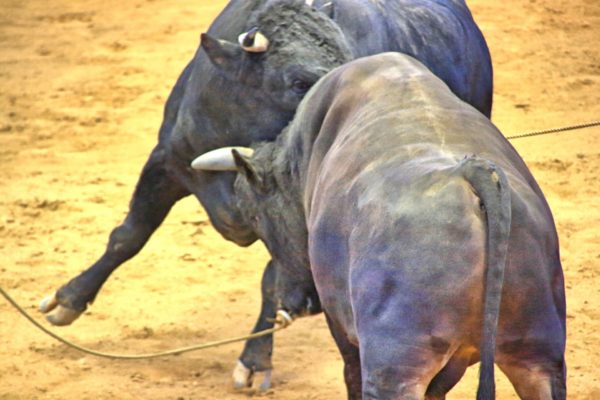 牛突き よーいどん おすすめ3 島根 隠岐の島 クラブツーリズム