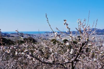 おはよう朝日 土曜日 バスツアー 和歌山 いちご狩り クエ マグロ 熊野牛 南部梅林