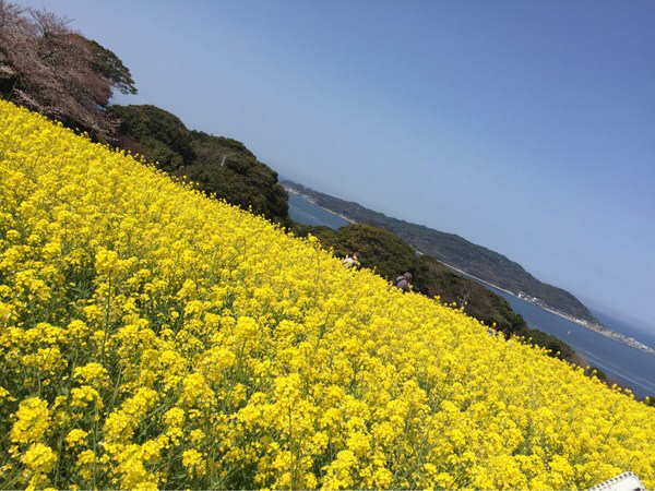 よ～いドン！ たむらけんじ 商店街 いきなり日帰りツアー 3月19日 福岡 能古島