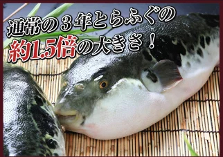 松本家の休日 松ちゃん 宮迫 たむけん さだ子 ロケ グルメ 収録 3月2日 淡路島 玉ねぎ あわじ島 ３年とらふぐプレミアム 若男水産