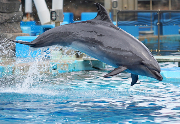 よ～いドン！ たむらけんじ 商店街 いきなり日帰りツアー 4月2日 名古屋 名古屋港水族館