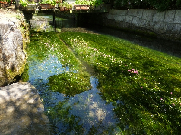米原 地蔵川 梅花藻 居醒の清水