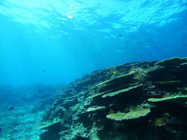 沖縄 宮古島 アクアベース シュノーケリング 池間ブルー サンゴ礁