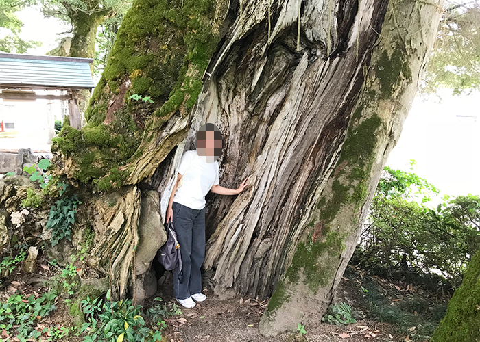 鳥取 三朝温泉 三朝神社 ムクの木