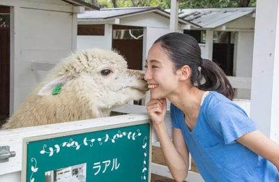 おはよう朝日 バスツアー 淡路島 アルパカ のじまスコーラ