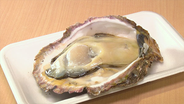 朝だ!生です旅サラダ コレうまの旅 プレゼント 富山 魚津