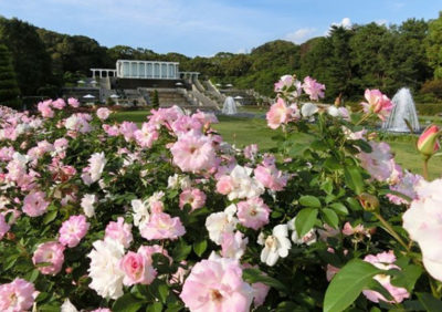 キャスト バスツアー 丹波篠山 黒豆収穫体験 ブランド牛食べ比べ バラ 須磨離宮公園