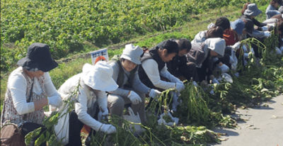 キャスト バスツアー 丹波篠山 黒豆収穫体験 ブランド牛食べ比べ バラ 須磨離宮公園