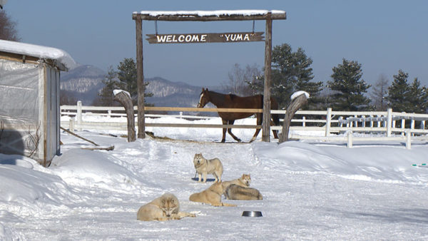 フラノトレッキングサポート遊馬 林道トラッキング 犬ぞり