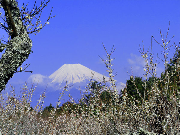 帰れマンデー バスサンド 修善寺梅林 富士山