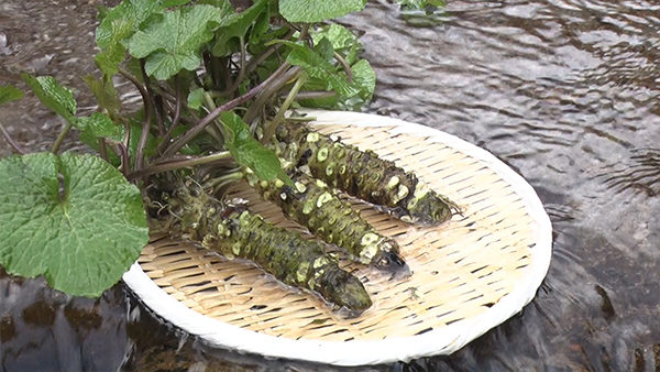 朝だ!生です旅サラダ コレうまの旅 プレゼント わさび