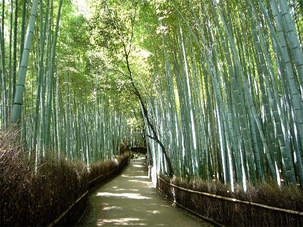 ヒルナンデス 京都 旅行 観光 女子旅 絶景 嵐山 竹林