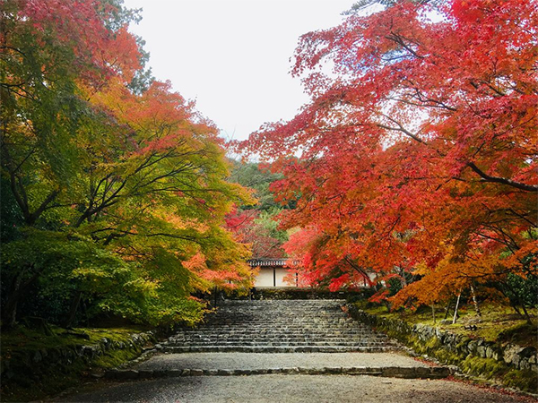 ヒルナンデス 京都 旅行 観光 女子旅 絶景 嵐山 二尊院