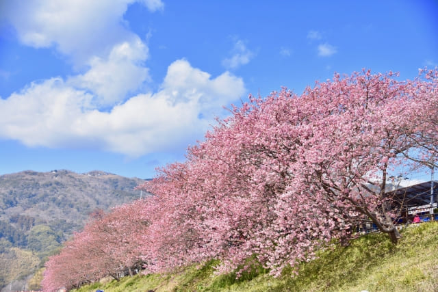 帰れマンデー 伊豆 河津桜